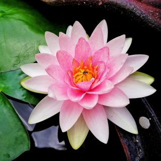 Blue lotus (Lotos indický) - sušené květy (Nelumbo nucifera, Lotos růžový neboli pravý, Sacred Lotus)