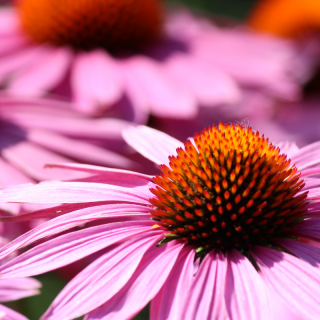 Echinacea extrakt kapsle - Třapatkovka nachová - 10:1 (Echinacea purpurea)