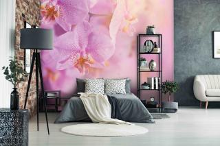 Tapeta Orchidej něžná Vel. (šířka x výška): 144 x 105 cm