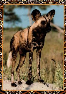 Pohlednice Hyena