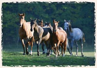 Pohlednice Stádo českých teplokrevníků a welsh pony