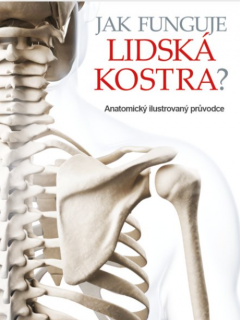 Jak funguje lidská kostra?