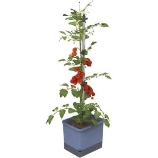 Gusta Garden TOM TOMATO Standard samozavlažovací truhlík, modrý