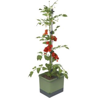 Gusta Garden TOM TOMATO Standard samozavlažovací truhlík, tmavě zelený