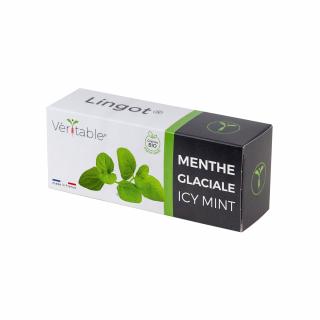 LINGOT SE SEMENY LEDOVÉ MÁTY