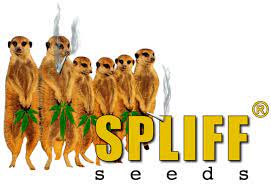 Afghani Gold - Spliff Seeds (1ks)