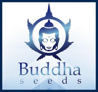 Buddha Critical