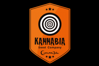 Kannabia - Zkit Kandy Dream Auto (5ks)