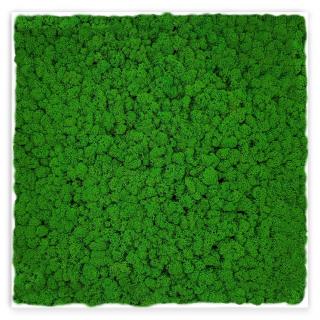 Obraz 56x56cm, výplň Sobí mech Apple green tmavě zelený, rám bílý tenký