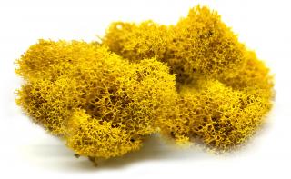 Sobí mech finský Polarmoss - Reindeer moss 1kg, barva žlutá Yellow, v kartonu