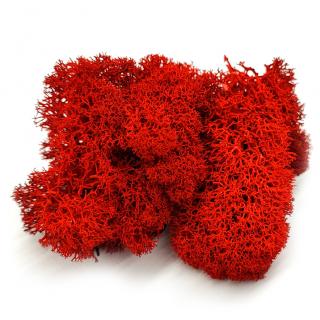 Sobí mech finský Polarmoss - Reindeer moss 500g, barva červená Red, v kartonu