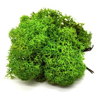 Sobí mech finský Polarmoss - Reindeer moss 500g, barva zelená May green, v kartonu