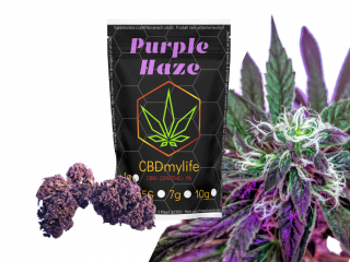 CBD konopí Purple Haze Hmotnost: 100g