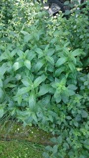 Máta peprná (Mentha piperita) sazenice dorůstá 50 až 70cm - 20ks