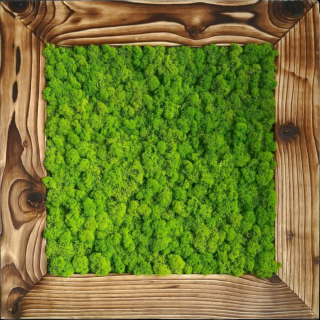 Mechový obraz 56x56cm Finský Sobí mech POLARMOSS (premium) v dřevěném zestařeném rámu