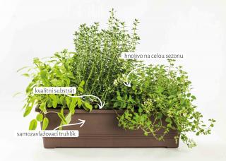 Pilný truhlík Bergamot SLIM XL