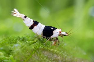 Caridina Cantonensis var. Crystal Black (A-S)