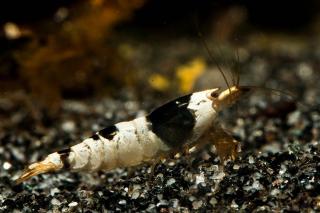 Caridina Cantonensis var. Crystal Black (SS)