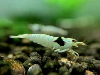 Caridina Cantonensis var. Crystal Black (SSS-SSSS)