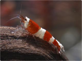 Caridina Cantonensis var. Crystal Red (A-S)