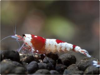 Caridina Cantonensis var. Crystal Red (SS)