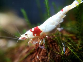 Caridina Cantonensis var. Crystal Red (SSS-SSSS)