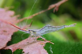 Caridina Gracilirostris var. Red Nose