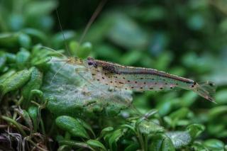 Caridina Japonica - velikost L