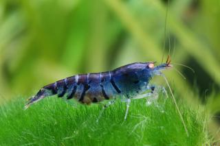 Caridina Mariae var. Blue Tiger Orange Eye