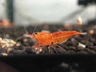 Caridina Serrata var. Bloodshot