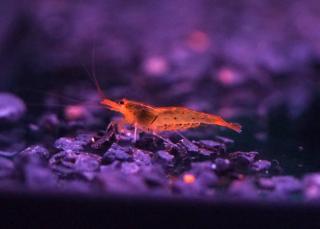 Caridina Serrata var. Orange Tangerine Tiger