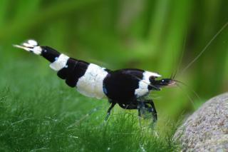 Caridina Taiwan Bee var. Black Panda