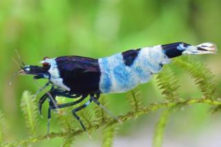 Caridina Taiwan Bee var. Shadow Panda