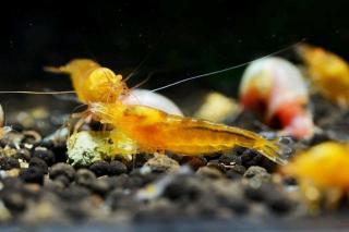 Caridina Taiwan Bee var. Yellow King Kong Orange Eyes