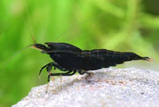 Caridina var. Black King Kong