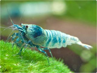 Caridina var. Blue Bolt