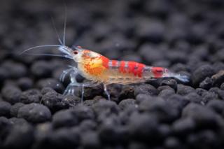 Caridina var. Calceo Red