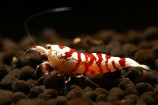 Caridina var. Red Fancy Tiger