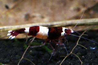 Caridina var. Red Wine