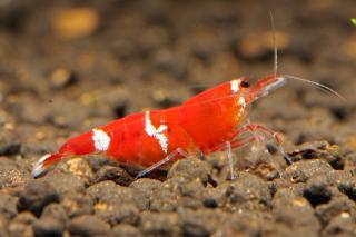 Caridina var. Super Crystal Red Multistripe