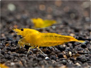 Caridina var. Yellow King Kong