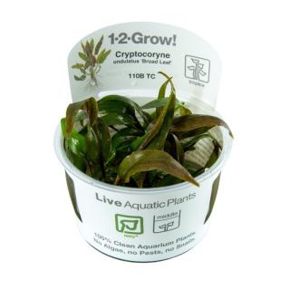 Cryptocoryne undulata Broad Leaf - In Vitro (Tropica)