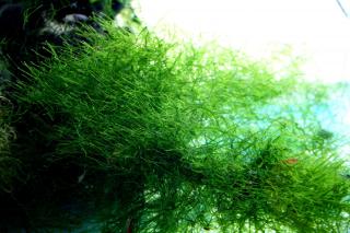 Java moss - Taxiphyllum Barbierii