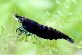 Neocaridina Davidi var. Black Sakura