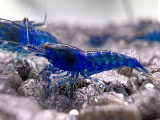 Neocaridina Davidi var. Blue Dream