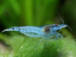 Neocaridina Davidi var. Blue Jelly