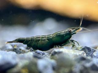 Neocaridina Davidi var. Dark Green Jade