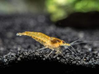 Neocaridina Davidi var. Orange Fire