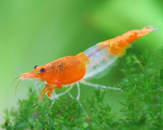 Neocaridina Davidi var. Orange Rili