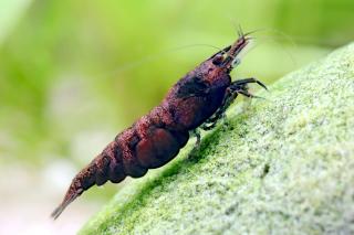 Neocaridina Davidi var. Red Onyx